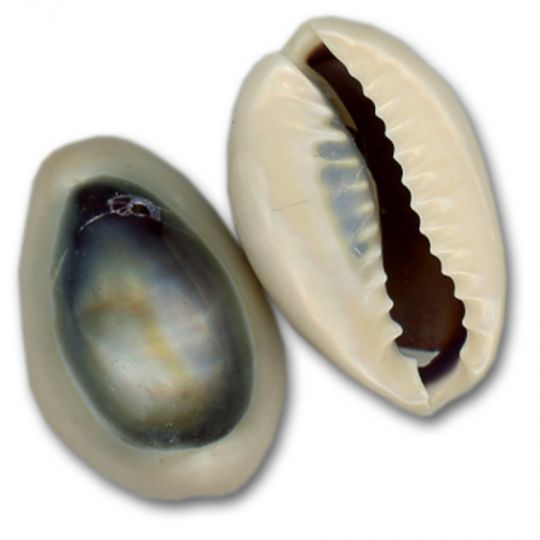 Purple Top Ringtop Cowrie Drilled (25/pk)