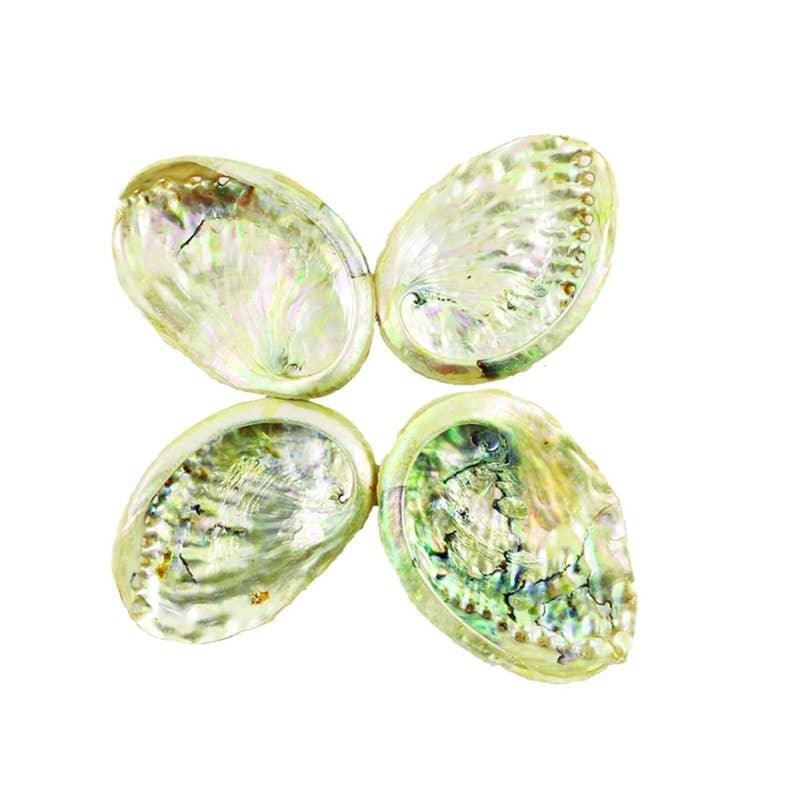 Small Threaded Abalone Shells (3-4 in.)