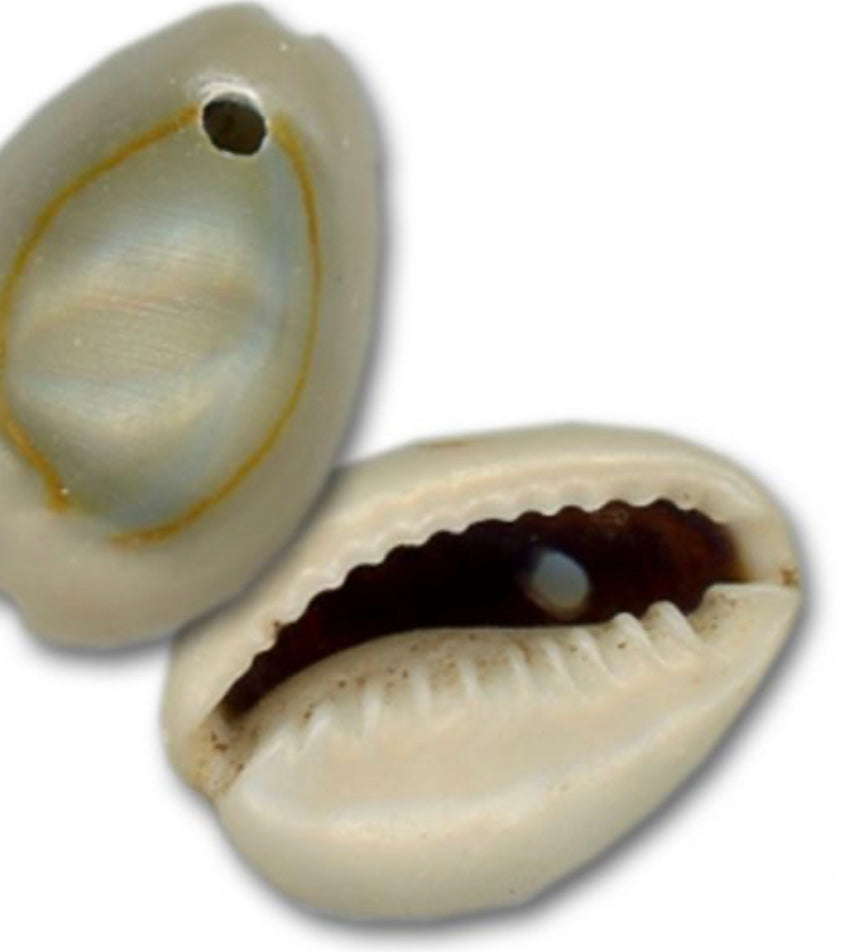 Ring Top Cowrie Shells-Drilled