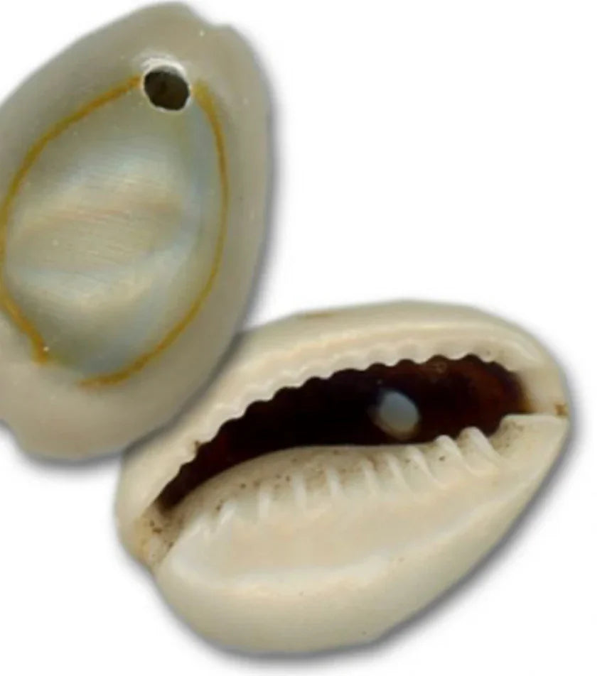Natural cowrie shells for Native American crafts and jewelry making, featuring smooth texture and drilled holes.
