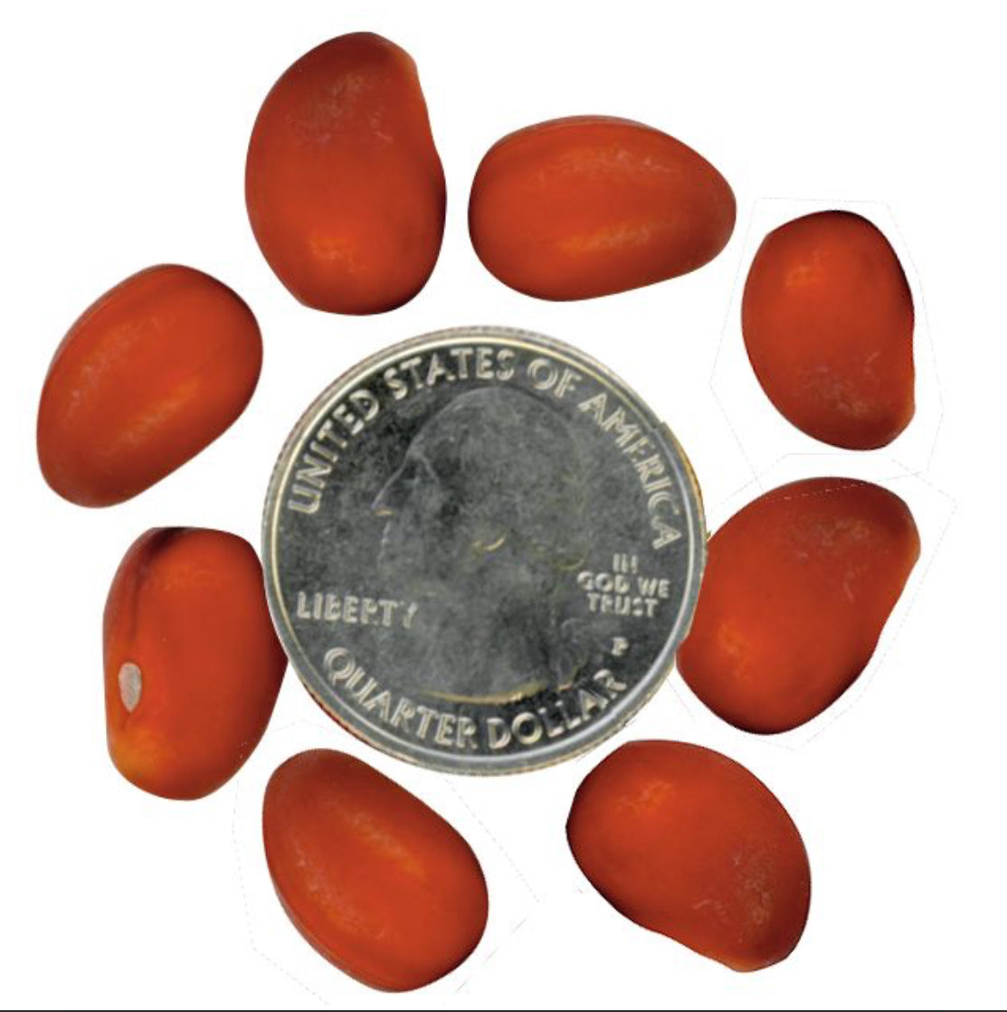 Mescal Beads, Undrilled (per 100)