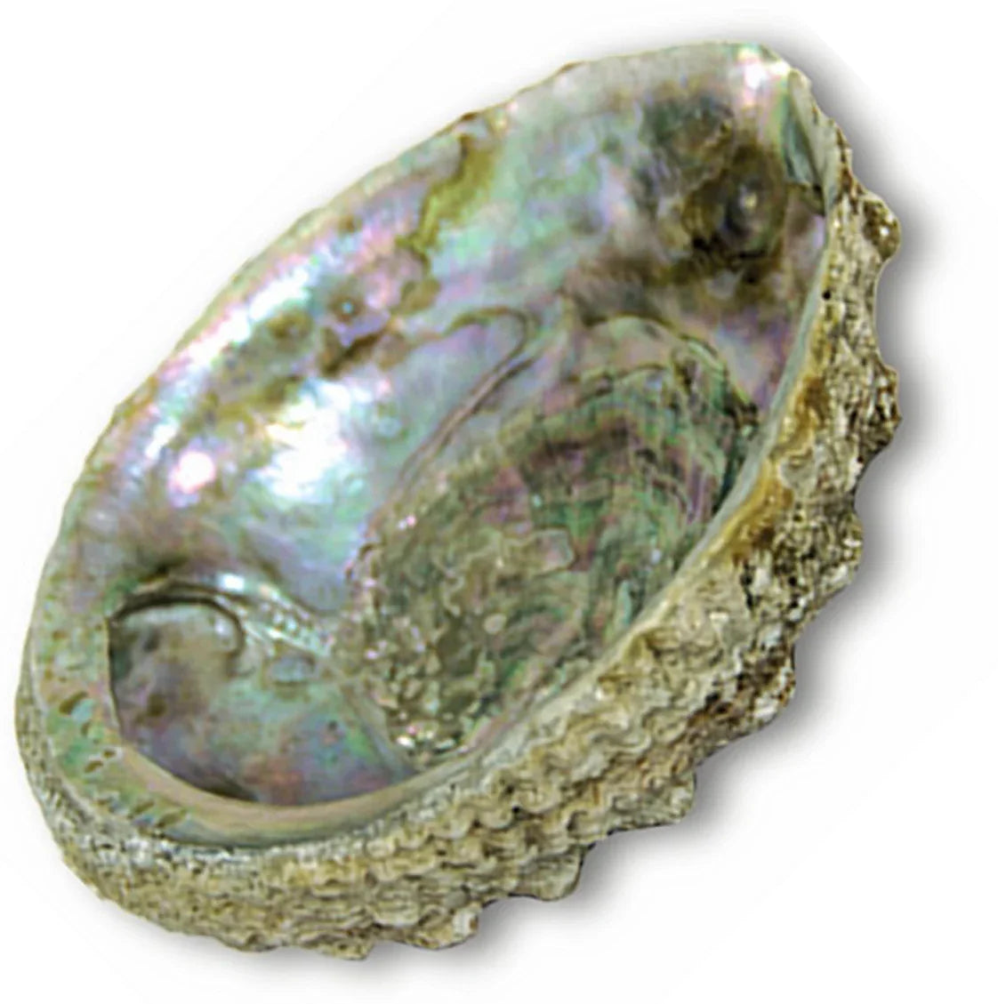Iridescent abalone shell with natural texture, ideal for Native art and craft projects
