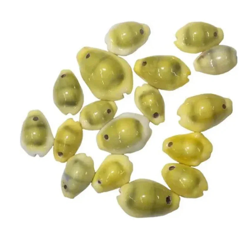 Natural cowrie shells for Native American crafts and traditional jewelry making