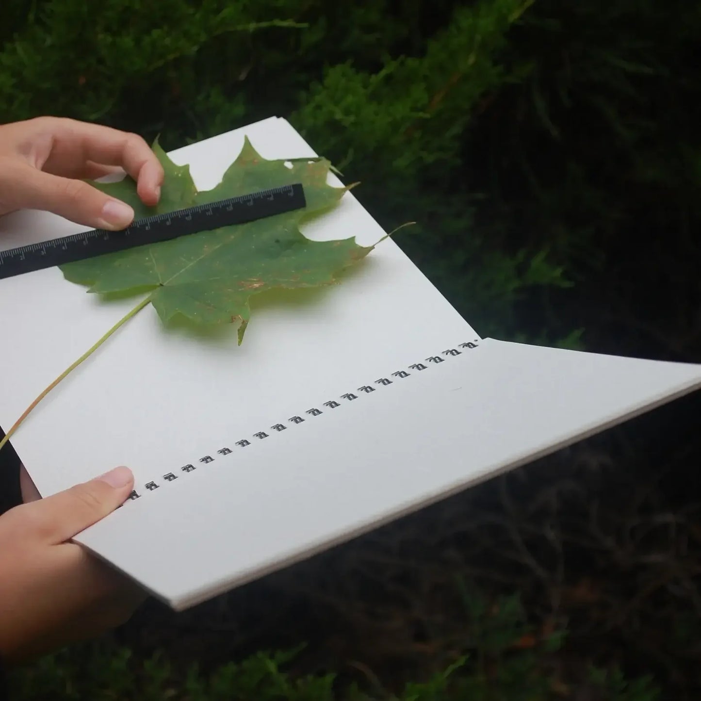 Hands measuring a green maple leaf on white paper with ruler, nature-inspired art supply