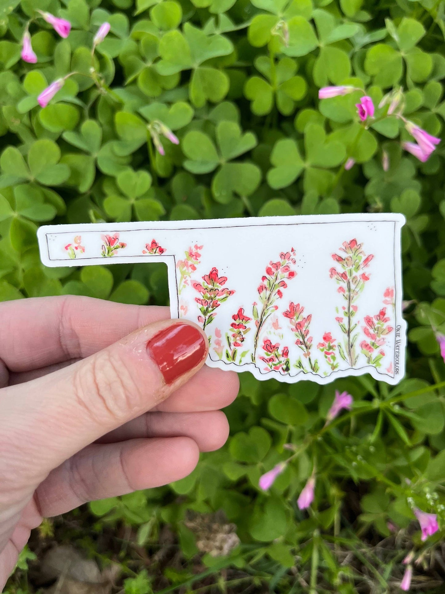 Oklahoma State Indian Paintbrush Watercolor 4" Vinyl Sticker