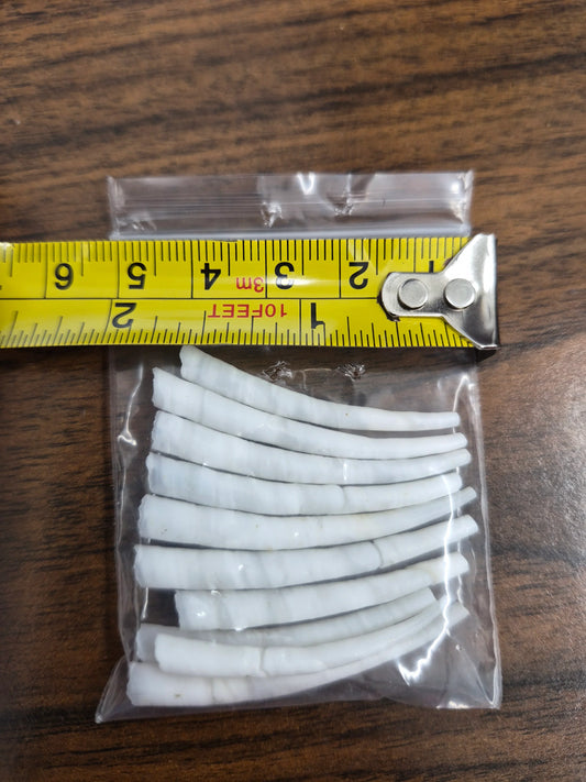 Large Dentallium 10pcs.