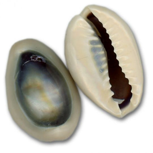 Purple Top Ringtop Cowrie Drilled (25/pk)