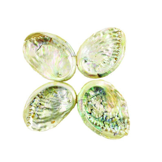 Small Threaded Abalone Shells (3-4 in.)