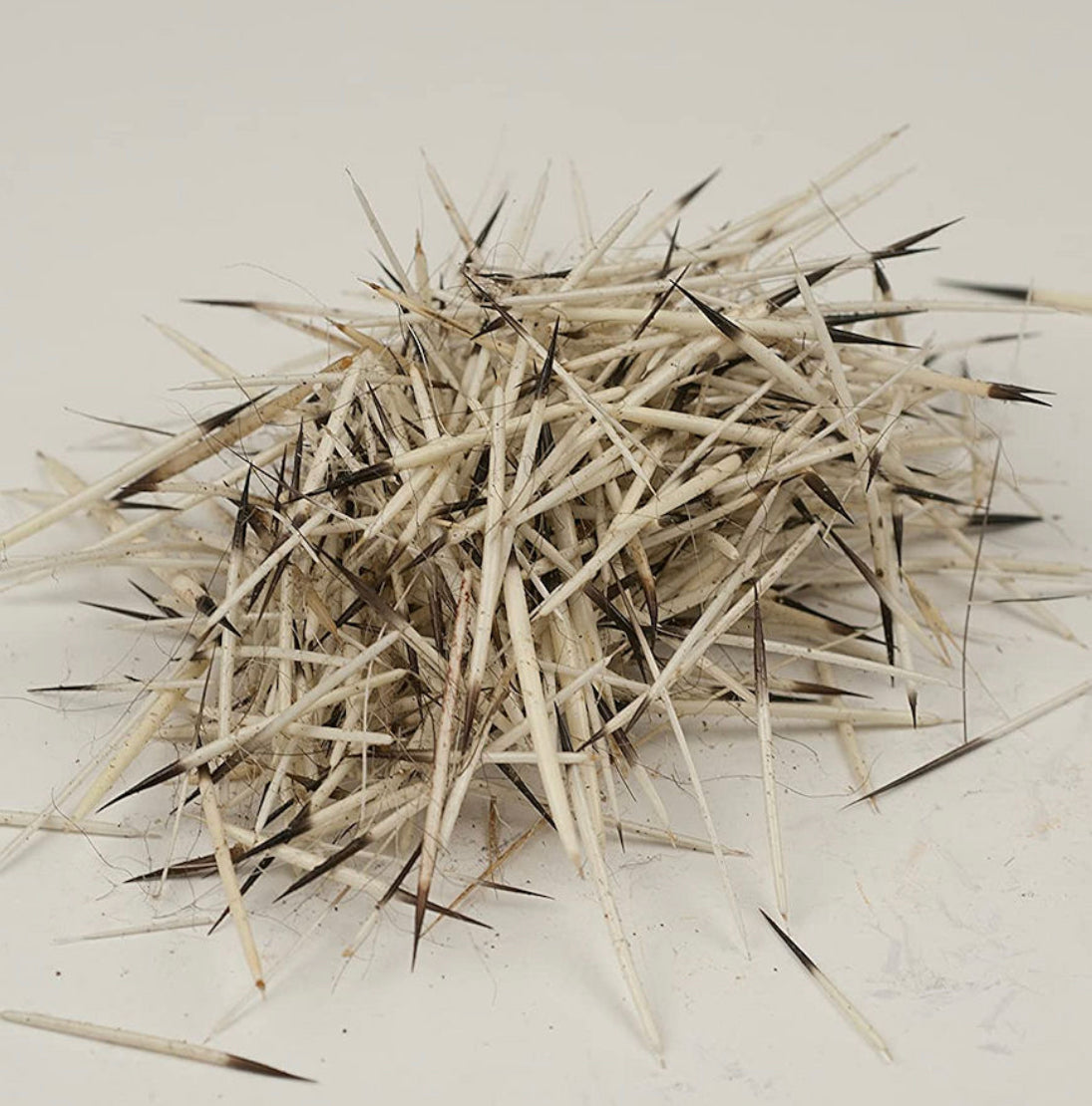 Porcupine Quills, Natural No Fur