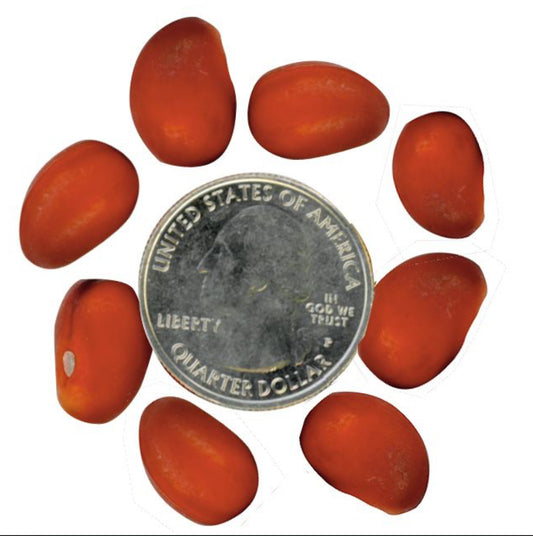 Mescal Beads, Undrilled (per 100)