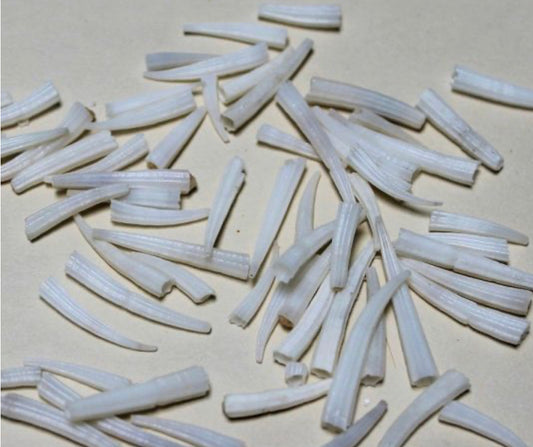 Dentalium Shells; assorted sizes